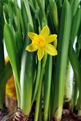 Yellow daffodils