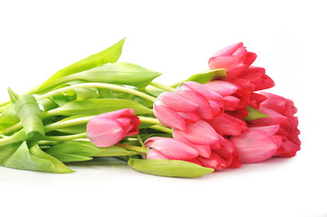 red tulips