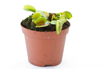 Dionaea muscipula © Peredniankina