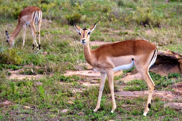 Impala Ewes