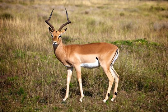 Impala Ram