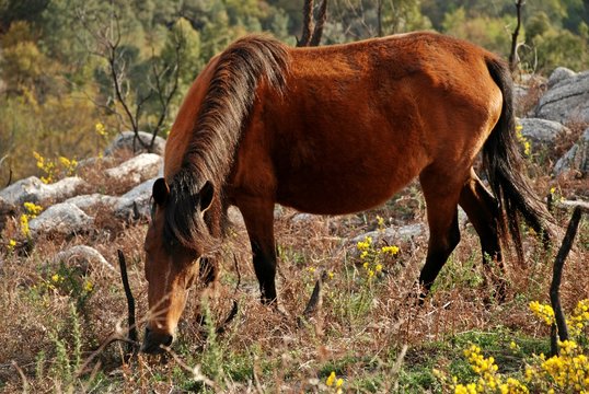garranos ra&ccedil;a aut&oacute;ctone