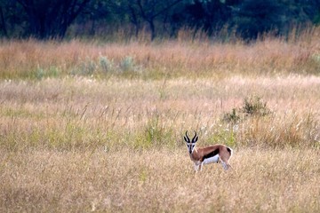 Common Springbok