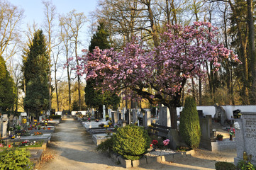 cemetery