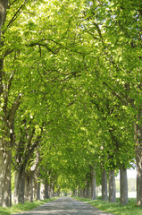 Bl&auml;tterdach &uuml;ber Landstra&szlig;e