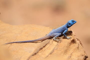 A Sinai Agama Warming itself in the Sun, Petra