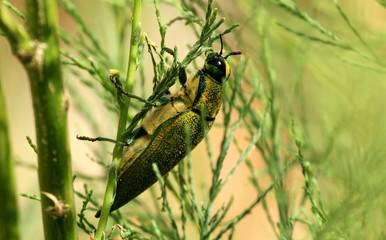 A Middle Eastern Jewel Beetle