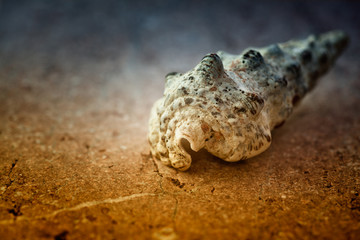 Seashell
