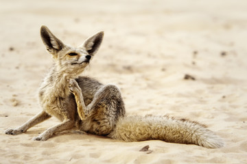 A Desert Fox
