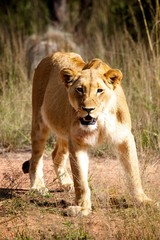 Lioness