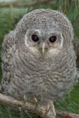 Wild baby Tawny owl sitting on a branch