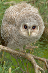 Wild baby Tawny owl sitting on a branch