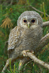 Wild baby Tawny owl sitting on a branch