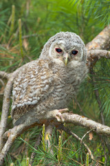 Wild baby Tawny owl sitting on a branch