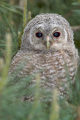 Wild baby Tawny owl sitting on a branch