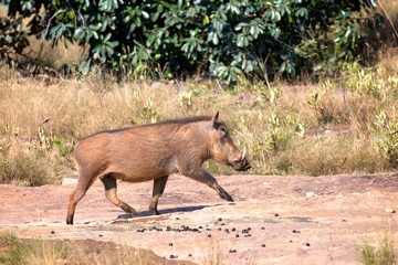 Fototapeta premium Warthog