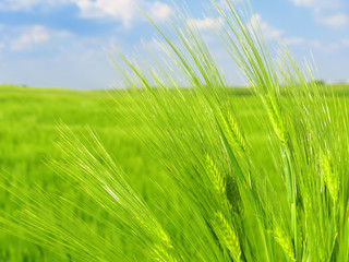 Obraz premium green wheat field