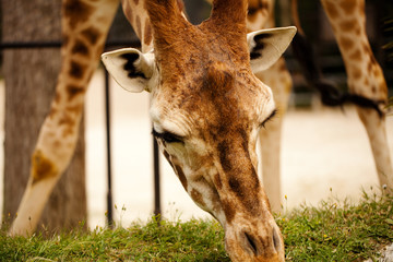 giraffa