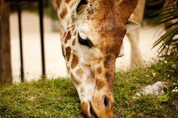 giraffa