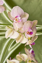 beautiful orchid, mirror reflection