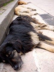 Three street dogs sleeping in a row