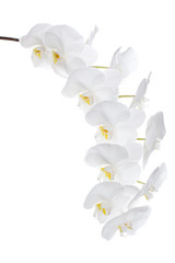 orchidacea bianca
