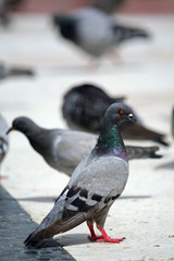 One pigeon in a group