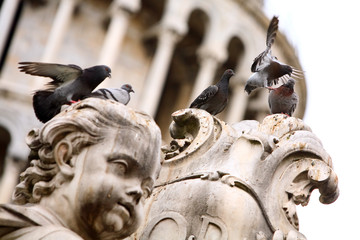 Group of pigeons on the statue