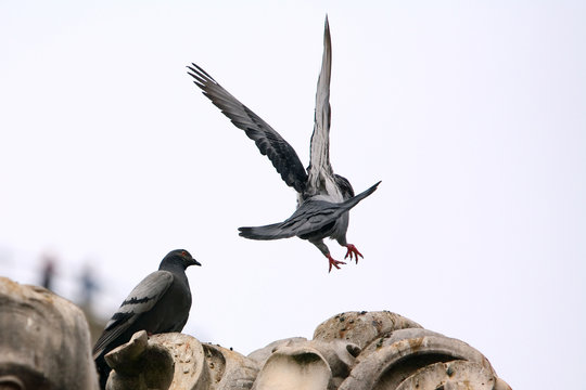 Pigeon lands on the statue from the back
