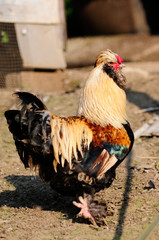 Hahn, Hähnchen, Geflügel, Nutztier, bunt, Rassehahn