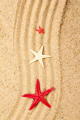 a sea star on the sand of beach