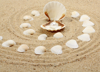 The exotic sea shell