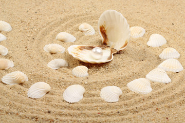 Fototapeta na wymiar pearl on the seashell . The exotic sea shell