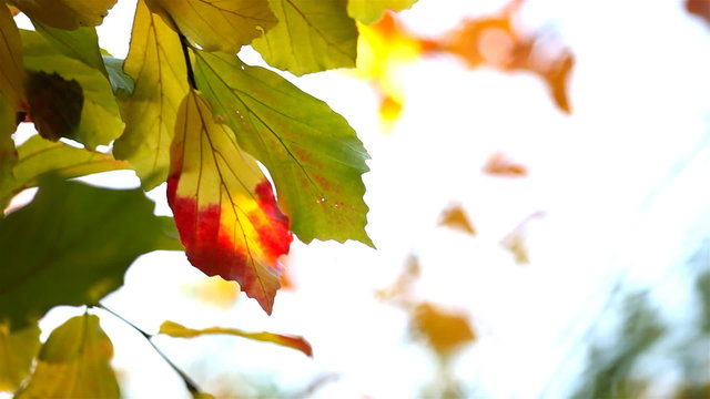 Persian Ironwood leaves in fall