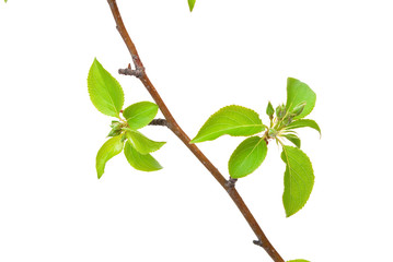 Branch apple tree with spring buds isolated on white