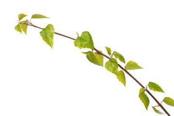 Birch branch isolated on white background