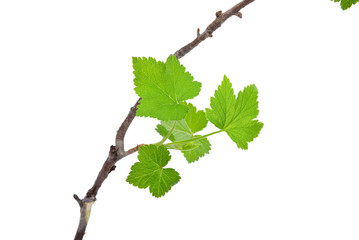 Young green sprout of currant