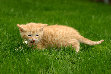 Kitten