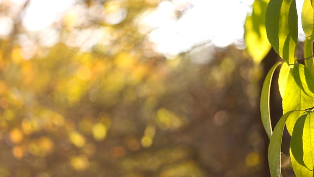 Focusing on fall leaves