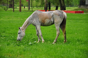 Naklejka na ściany i meble a horse on grass (meadow)