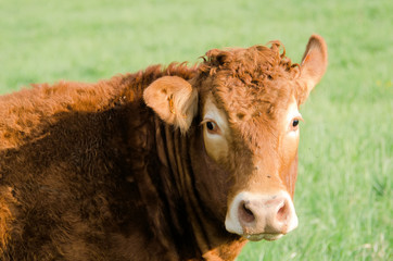 la vache rousse