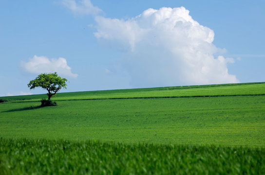 arbre solitaire