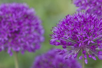 Blüten des Alium 