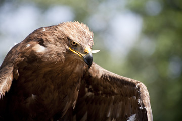 The hawk