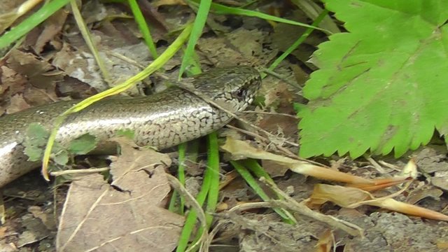 Blindschleiche - Anguis fragilis
