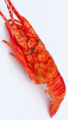 langouste
