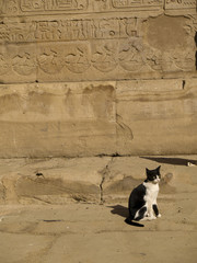 Temple cat at Edfu in Egypt , dedicated to God Horus