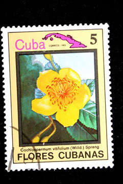 flower Cuba