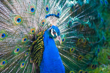 Fototapeta premium Peacock side view