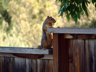Squirrel standing upright on a fence with a nut in his mouth.